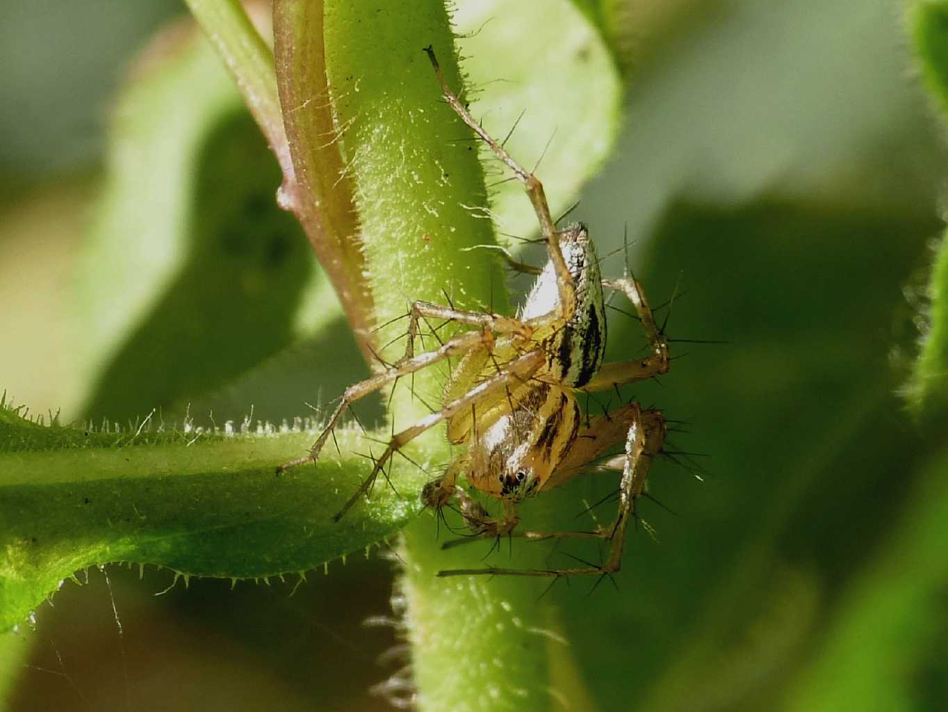 Coppia di Oxyopes lineatus - Palau (OT)